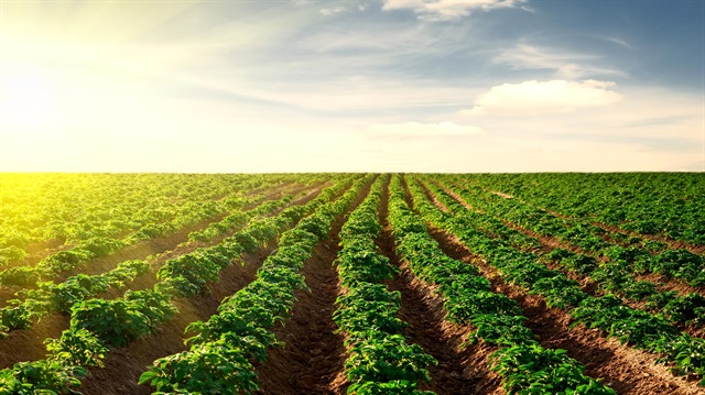 Türk girişimciler kiralayacakları toplam arazinin yüzde 20'si üzerinde, yerli köylüler için iç yollar ve sulama kanalları inşa edecek. Bu yatırımların toplam maliyeti arazinin kira bedelinden mahsup edilecek.