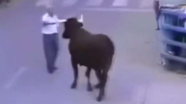 Kızgın boğa kendisini yetiştiren adamı tanıyınca bakın neler oldu