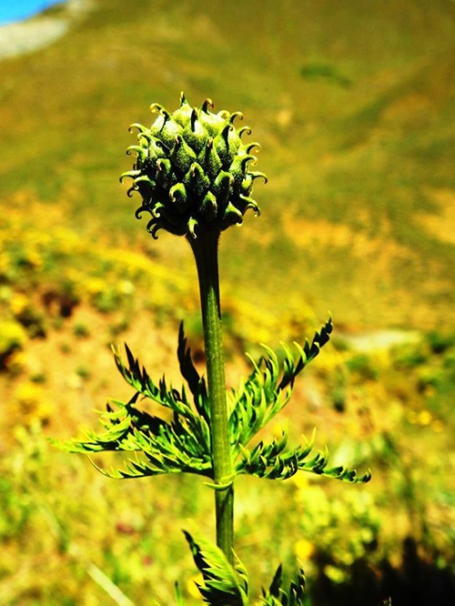Şebinkarahisar gülü.