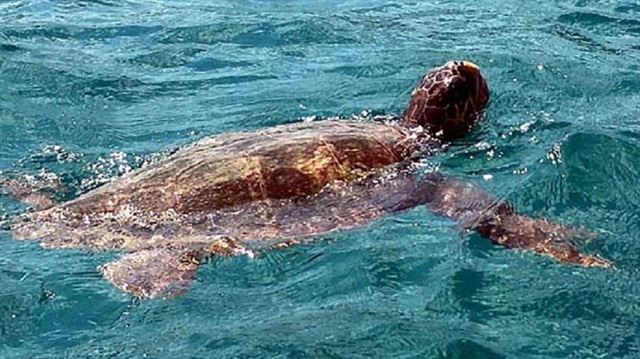 400 kiloluk caretta caretta yüzen insanlara saldırıyor.