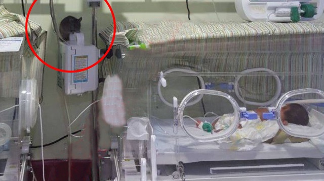 Yeni doğan ünitesinde lağım fareleri cirit atıyor.