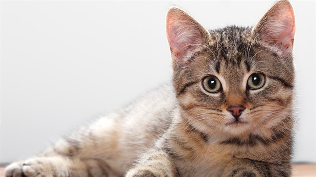 Kedi videoları kazandırdı.