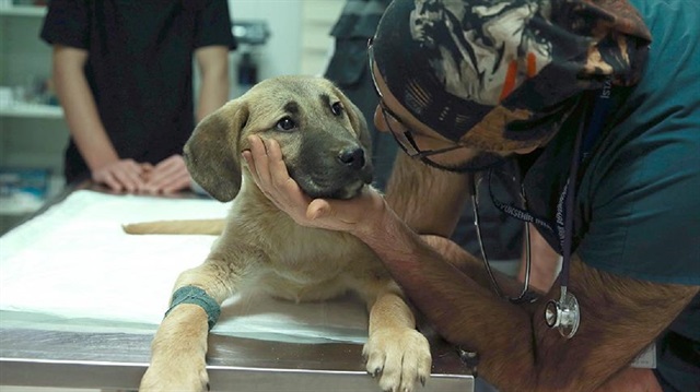 Kuyu Köpek