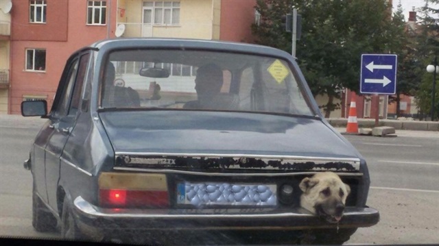 Bagajda yolculuğa mahkum edilen köpek hava almaya çalışıyor.