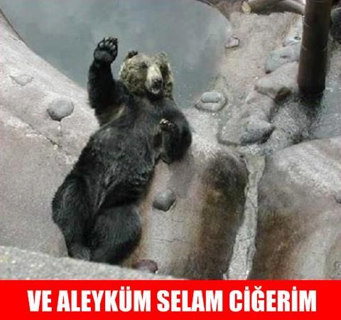 2016 yılına damga vurmuş en komik hayvan capsleri