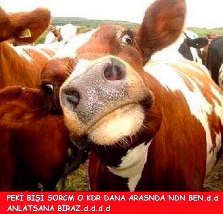 2016 yılına damga vurmuş en komik hayvan capsleri