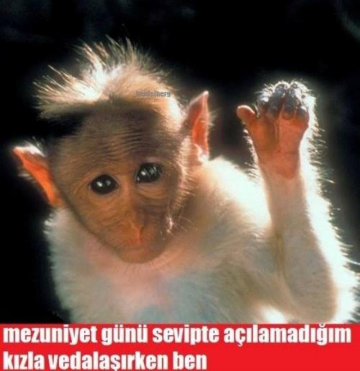 2016 yılına damga vurmuş en komik hayvan capsleri