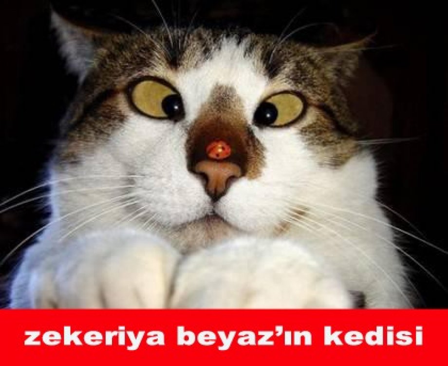 2016 yılına damga vurmuş en komik hayvan capsleri