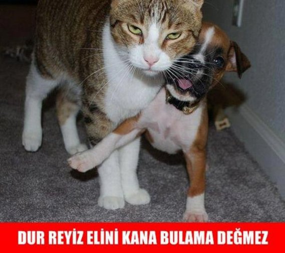 2016 yılına damga vurmuş en komik hayvan capsleri