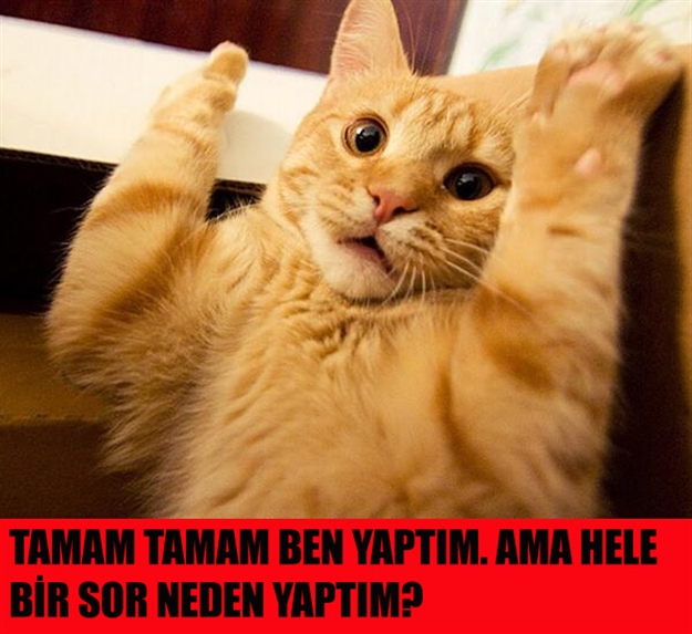 2016 yılına damga vurmuş en komik hayvan capsleri