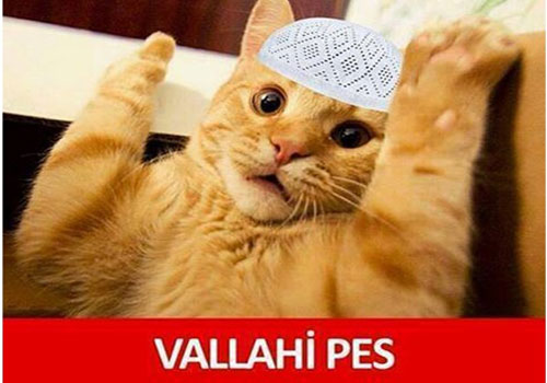 2016 yılına damga vurmuş en komik hayvan capsleri
