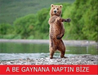 2016 yılına damga vurmuş en komik hayvan capsleri