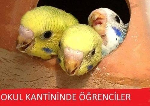 2016 yılına damga vurmuş en komik hayvan capsleri
