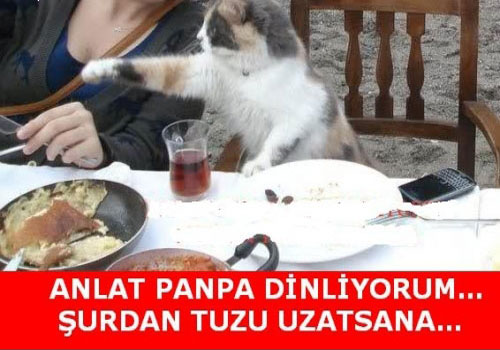 2016 yılına damga vurmuş en komik hayvan capsleri