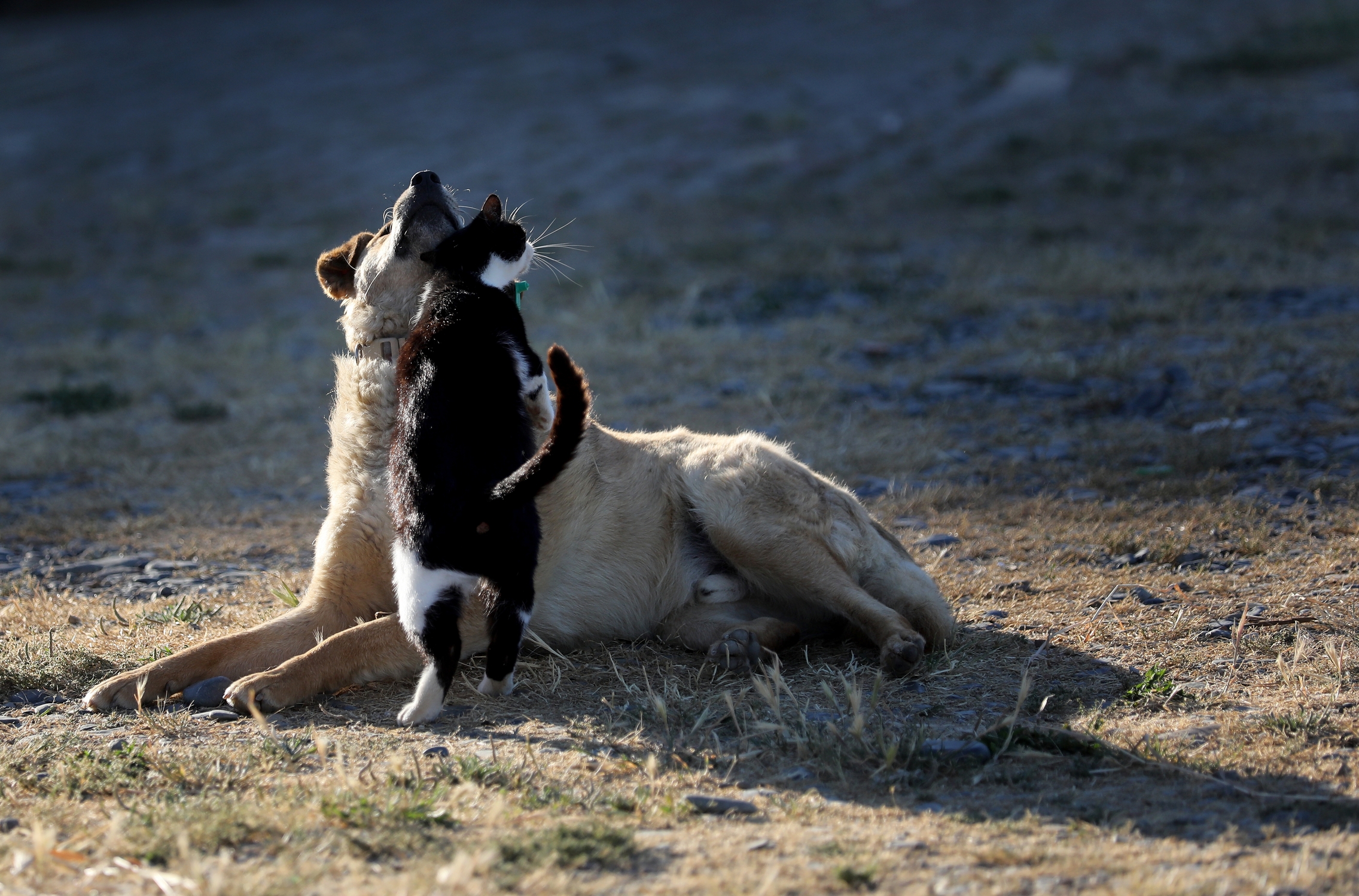 Adorable kitten strikes up funny friendship with dog in Turkey