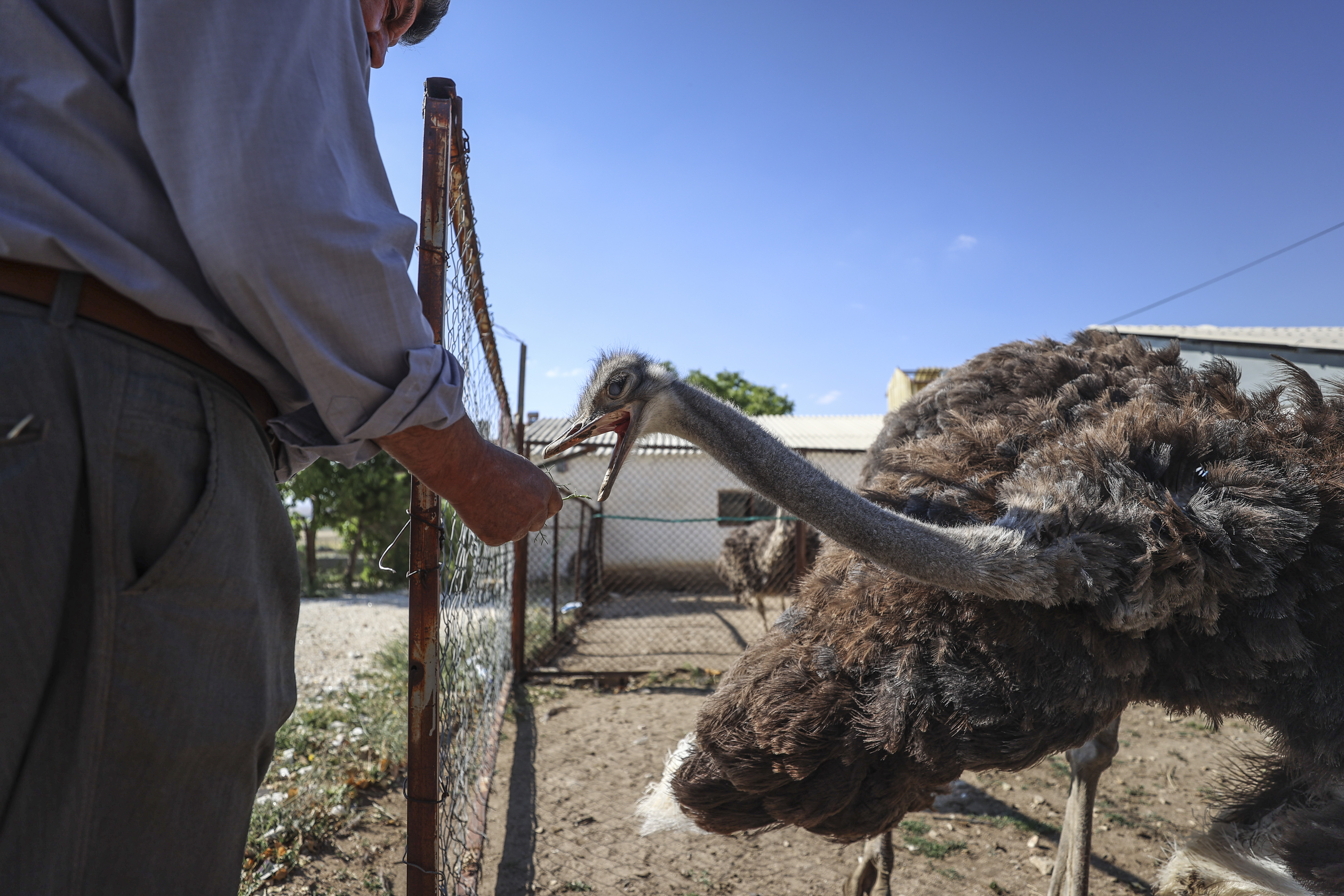 Retired Turk breeds ostriches on his farm in Kirsehir