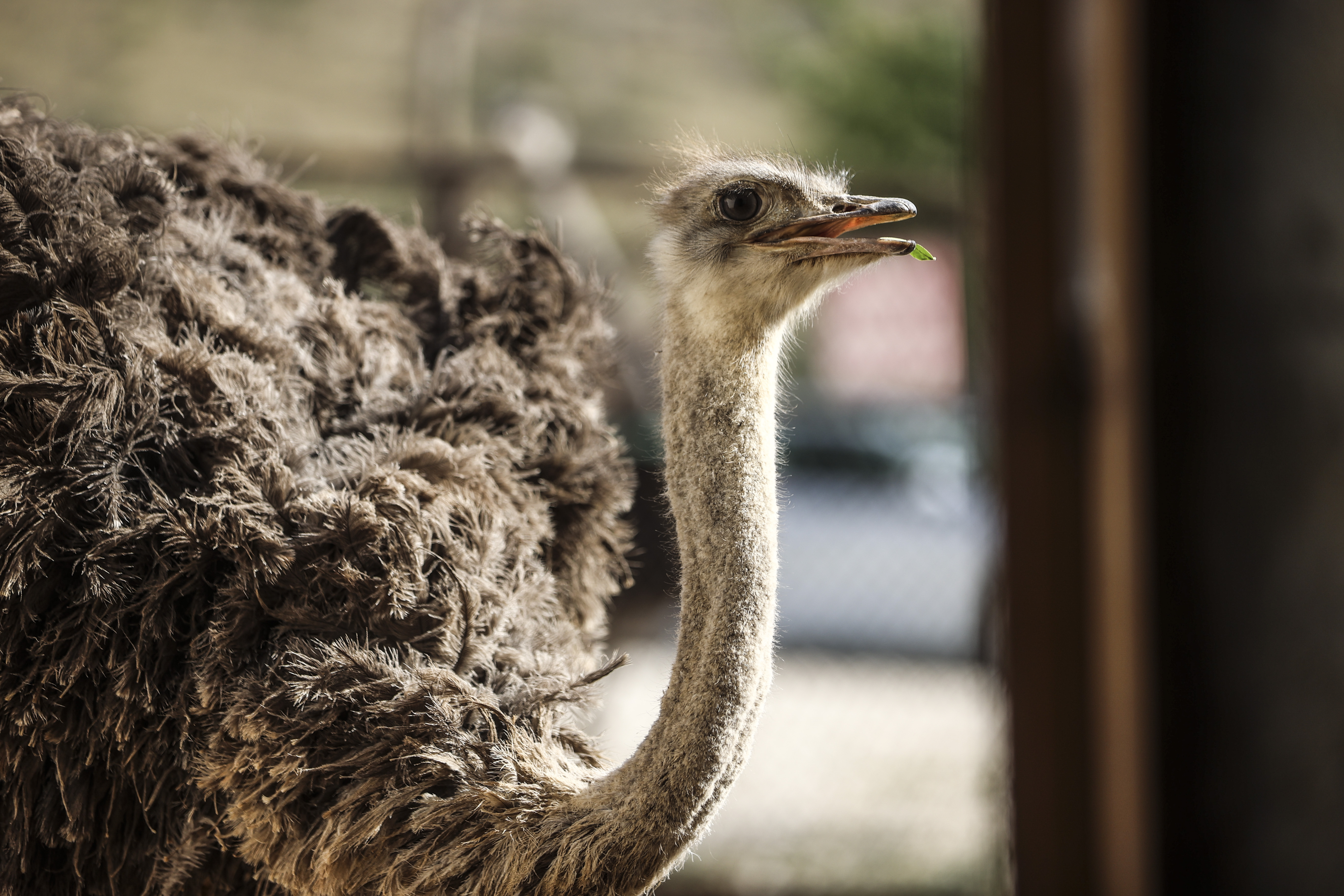 Retired Turk breeds ostriches on his farm in Kirsehir