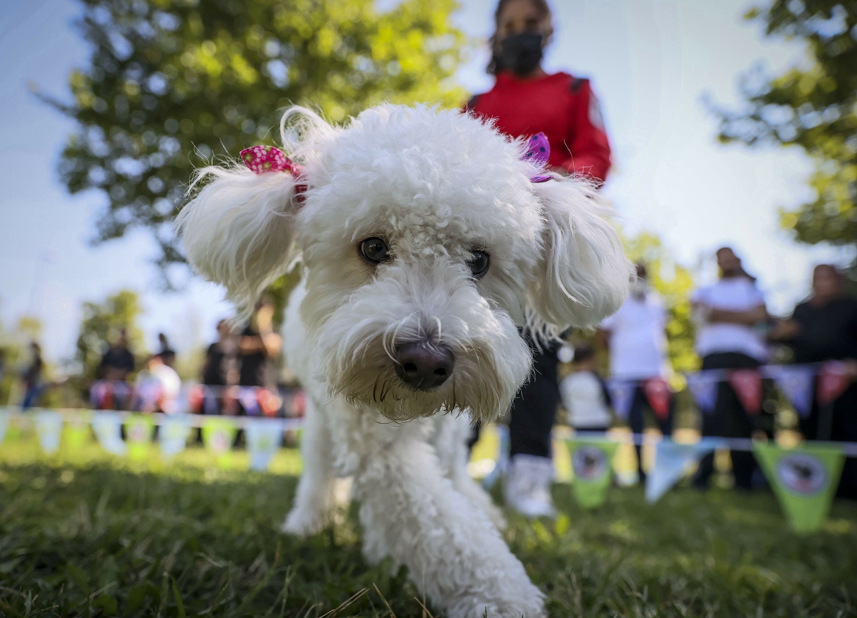 Furry friends go for the gold in Turkey dog competition