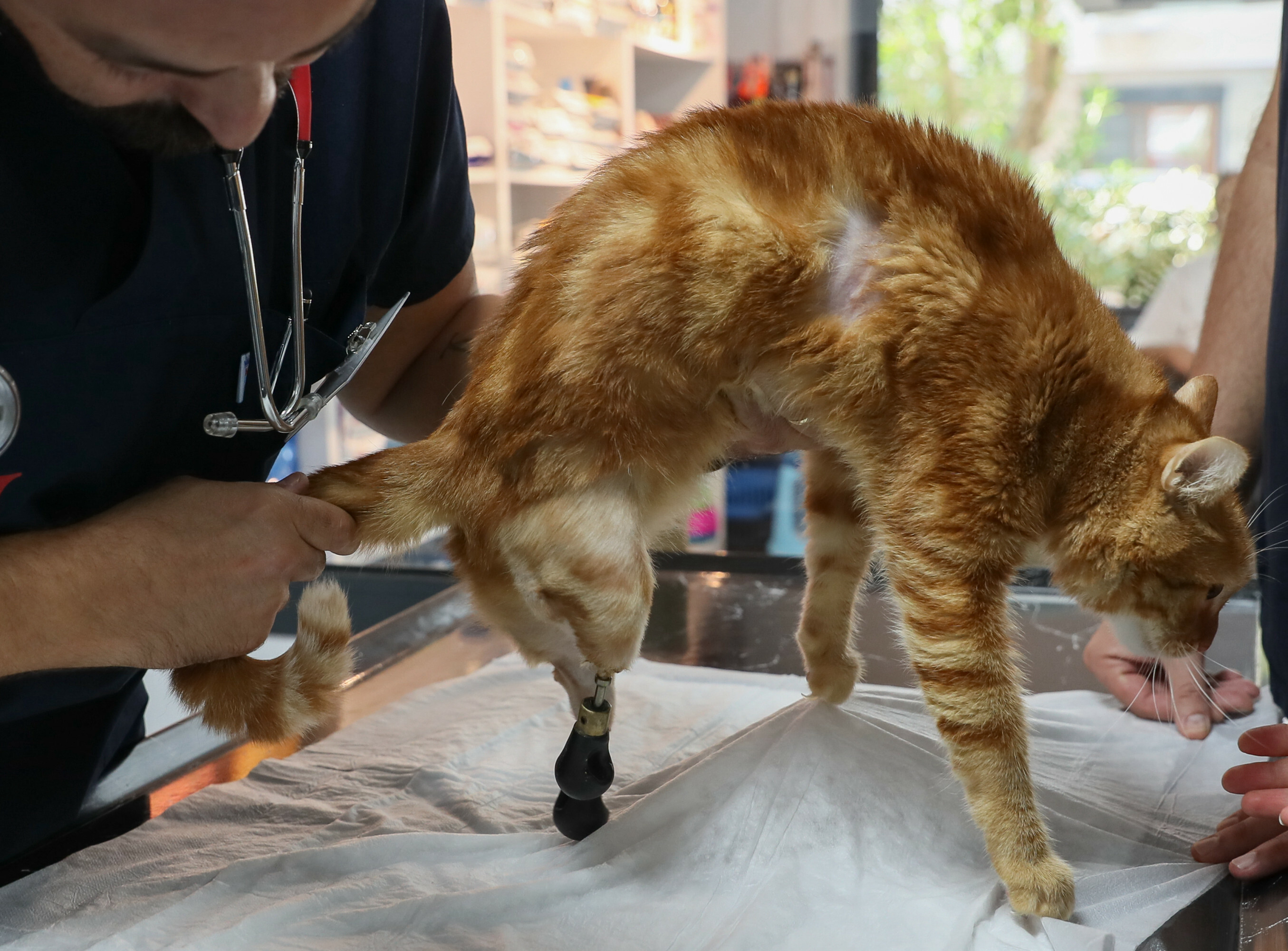 Pika the cat tries on new shoes for prosthesis