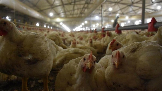 Over 200,000 chickens culled in Netherlands over bird flu