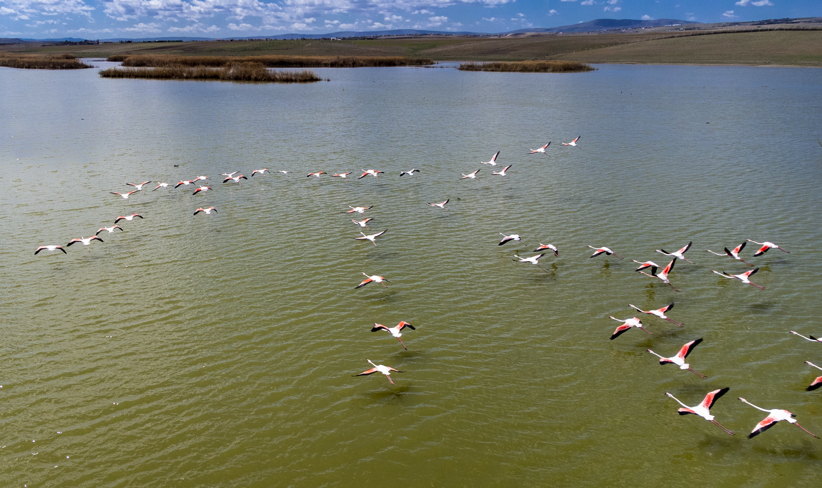 Majestic flamingos dazzle on Turkish lake in Ankara
