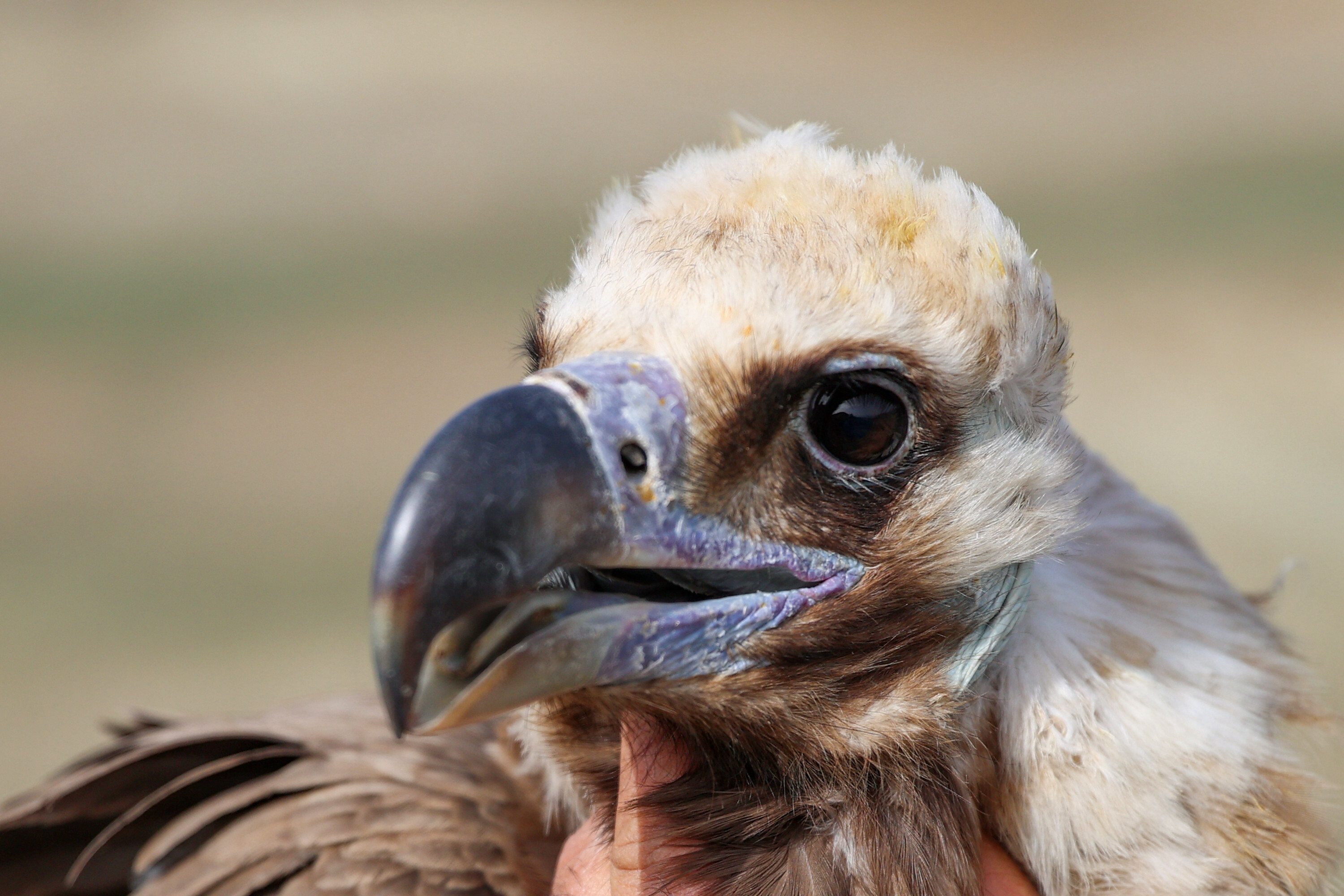 Free as a bird: Turkish animal rehab center releases huge fowls into wild