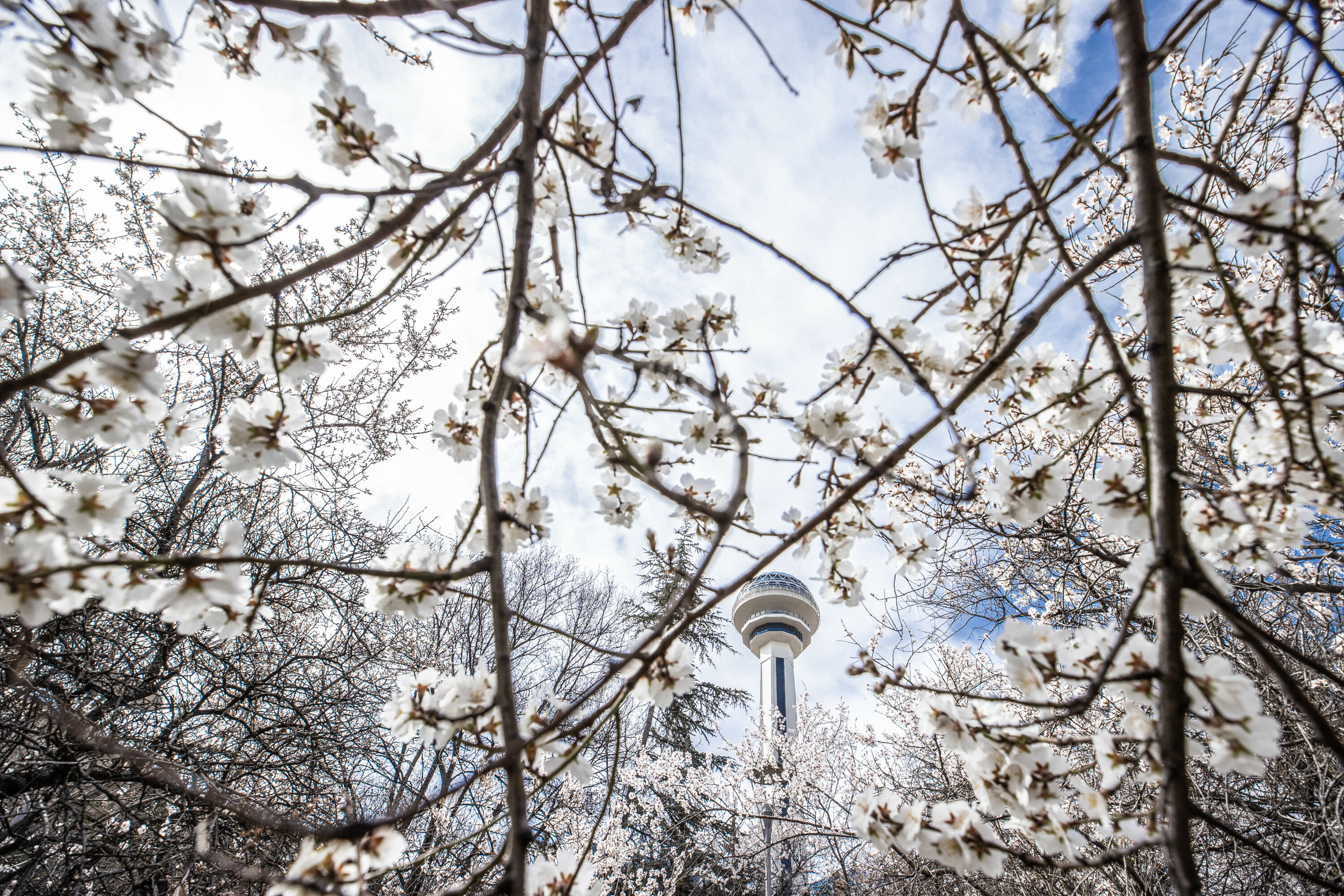 Spring blooms in Turkey's Ankara