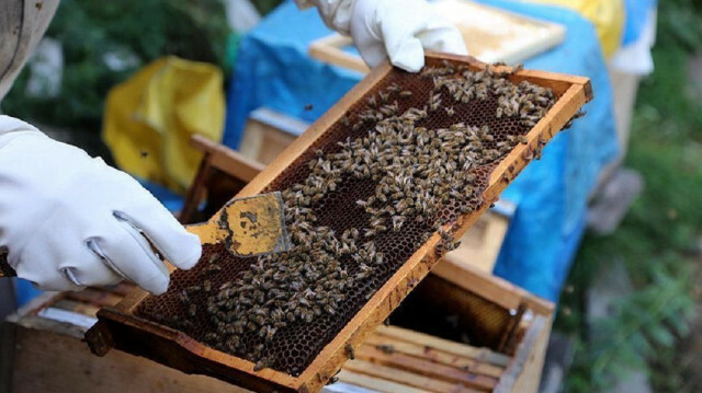 Turkish aid organization helps villagers in South Sudan earn income via beekeeping