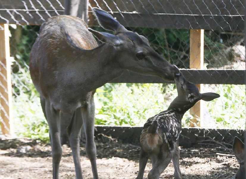 Baby deer 'Bambi' spotted at Odessa Zoo