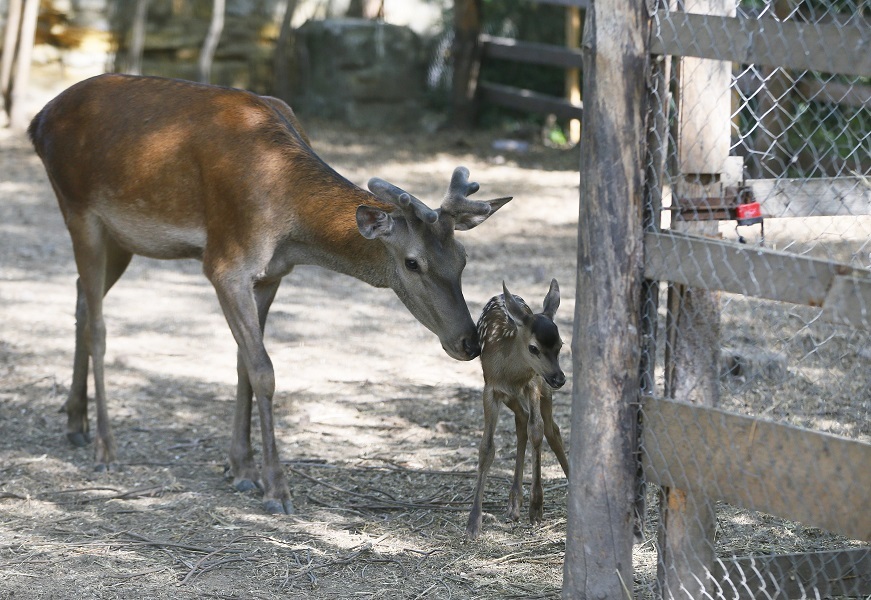Baby deer 'Bambi' spotted at Odessa Zoo
