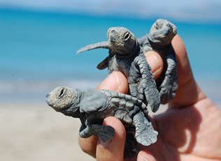 Yavru caretta carettalar denizle buluştu