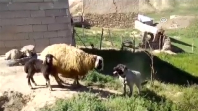 Yavrusunu köpekten koruyan anne koyun