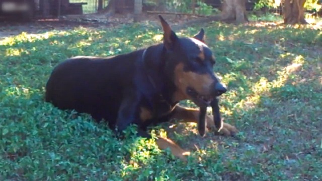 Doberman tavşanı böyle yedi
