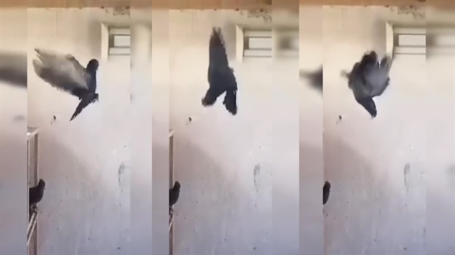 Taklacı güvercinlerin ağır çekim görüntüleri