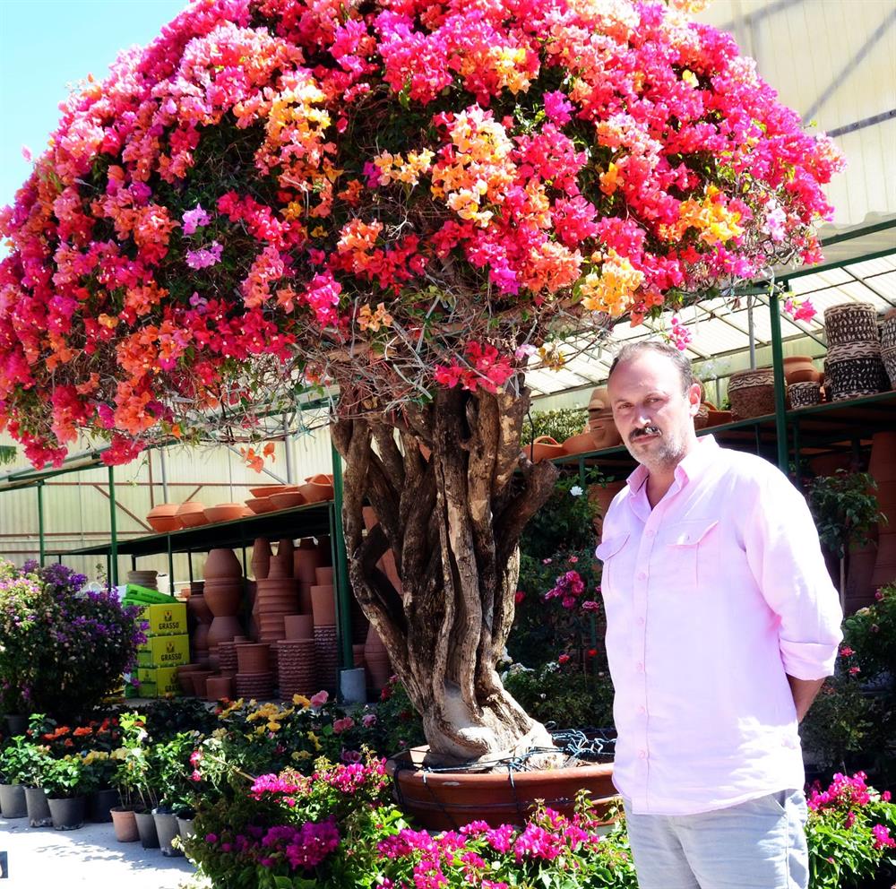 Ağacı alamayan kişilerin fotoğraf çektirdiğini söyleyen Deniz Baykal, begonvillere şehir dışından talep olduğunu söyledi.