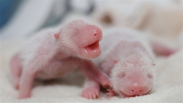 World's heaviest twin panda cubs born in Chengdu ile ilgili gÃ¶rsel sonucu