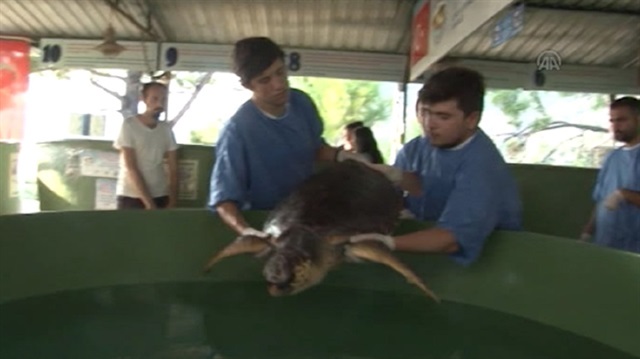 Caretta carettalar Dünya gençlerinin koruması altında