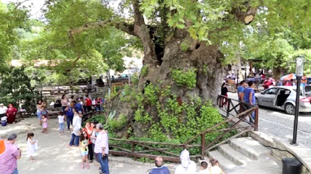 Hatay'daki 3 bin yıllık Musa Ağacına yoğun ilgi