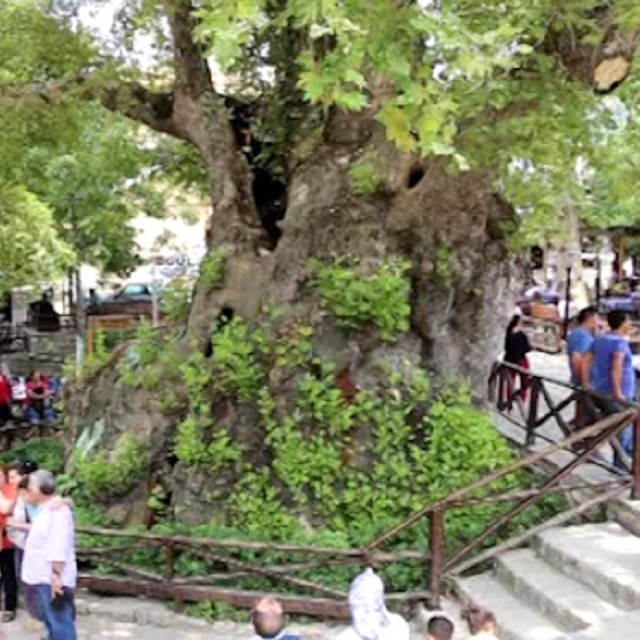 Hatay'daki 3 bin yıllık Musa Ağacına yoğun ilgi
