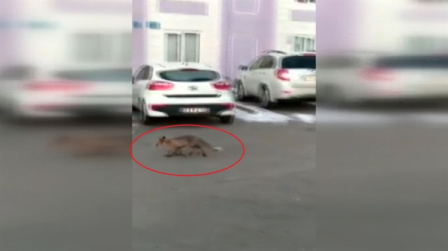 Elazığ’da site otoparkında tilki görüntülendi