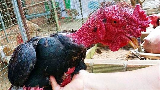 Tavuk Hakim: Cins ve Özellikler Tavuk Hakim: Cins ve Özellikler