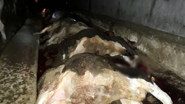 Yozgat'ın Sarınınören köyünde, bir ahırının üzerine yıldırım düşmesi sonucu 21 büyükbaş hayvan telef oldu.