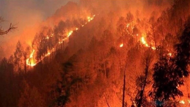Orman yangınları neden çıkıyor?