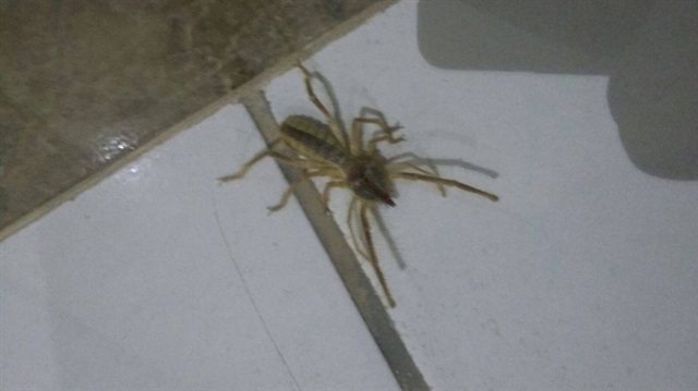 Sarıkız örümceğinin 2 metre kadar zıpladığı belirtildi.