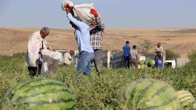 Tarladan toplanan en büyük karpuzun kilosu 52 kilo 300 gramı buluyor.