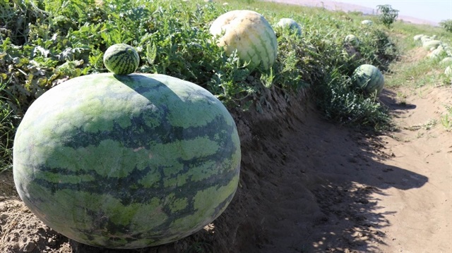 Tarladan toplanan en büyük karpuzun kilosu 52 kilo 300 gramı buluyor.