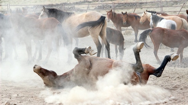 Karaman’da yılkı atları yakalanmaya başladı