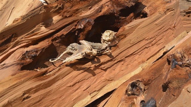 500 yıllık ağaçtan çıkan fosil görenleri şaşırttı. 