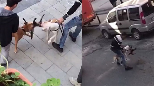 Two Pitbulls shred street cat in Istanbul