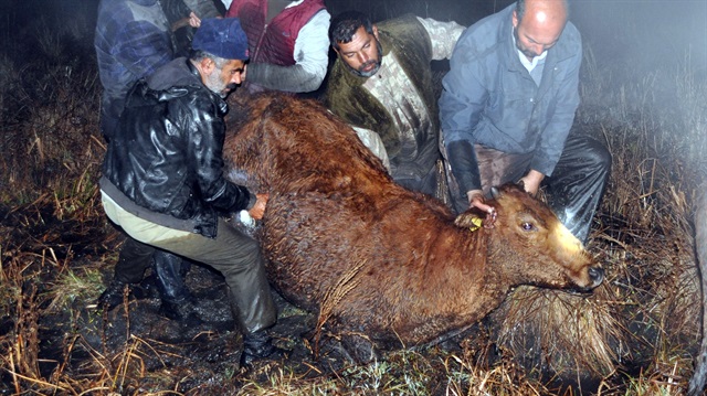 Bataklıkta mahsur kalan mandalar kurtarılmaya çalışılıyor